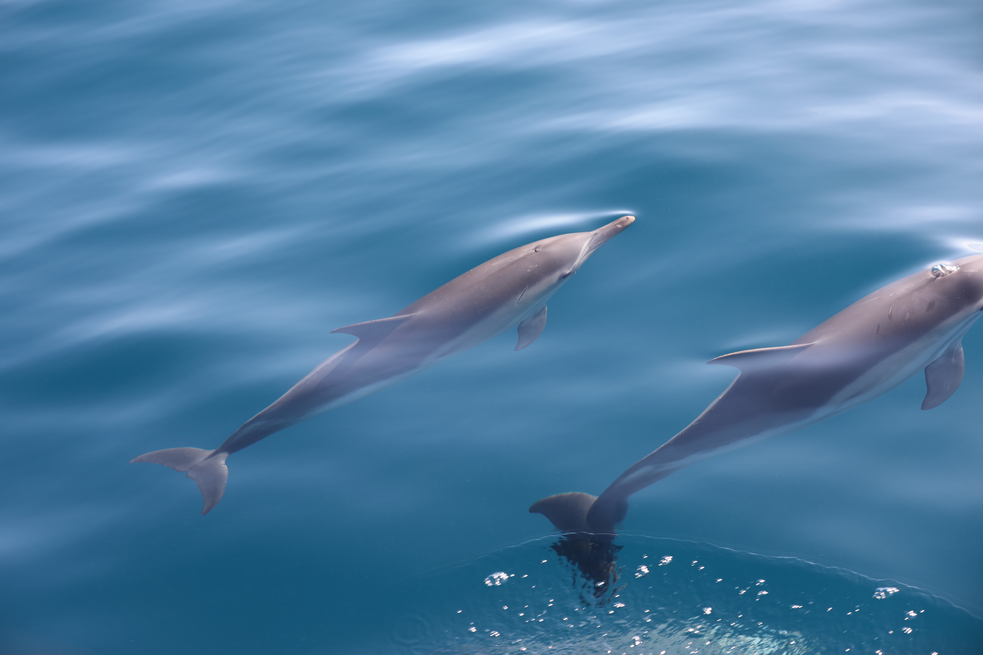 2019 12 07 08 40 40 Canon EOS 5D Mark IV 0010